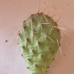 20260526_144746 Opuntia sp 6