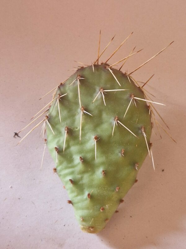Opuntia sp 6