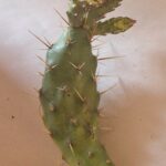 Opuntia fragilis forma