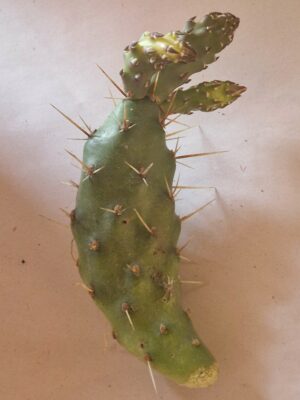 Opuntia fragilis forma