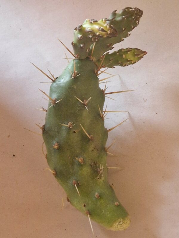 Opuntia fragilis forma