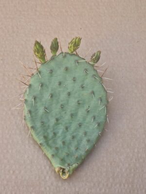 20260526_162046 Opuntia phaeacantha