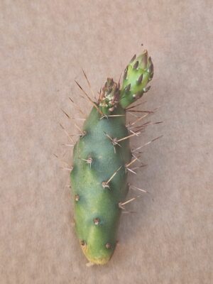 20260526_162851 Opuntia fragilis