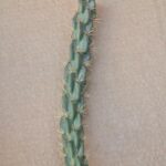 20260526_163312 Opuntia imbricata