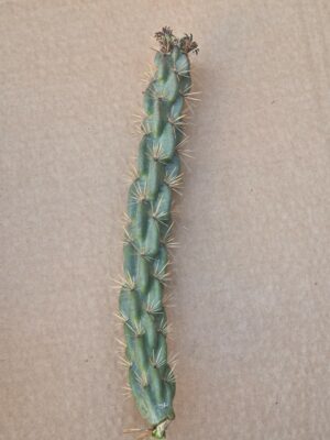 20260526_163312 Opuntia imbricata