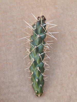 Opuntia whhiplei