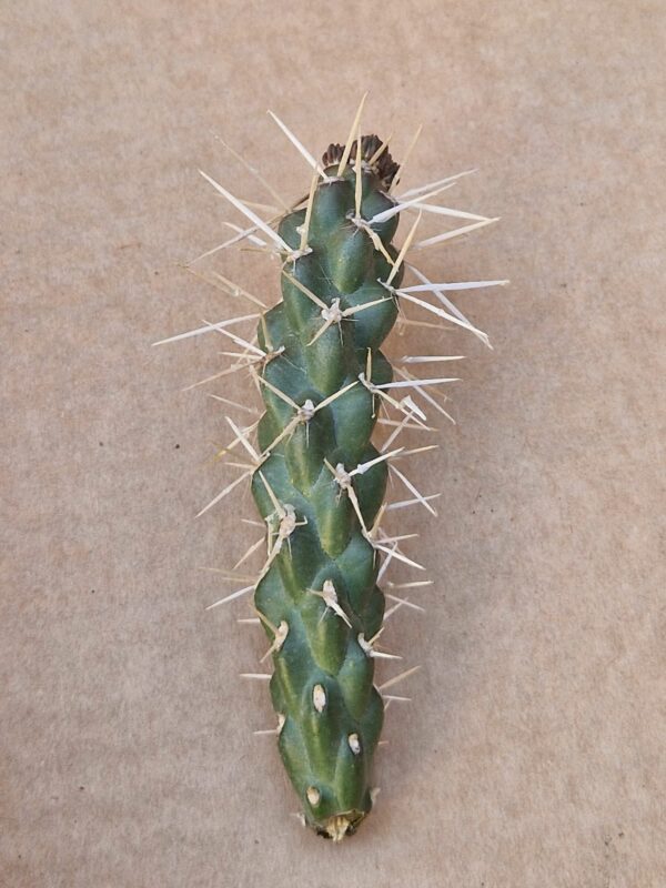 Opuntia whhiplei