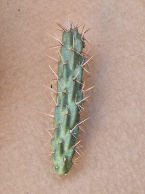 Opuntia viridiflora