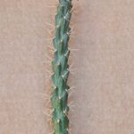 20260526_164533 Opuntia viridiflora "Frank Lams"