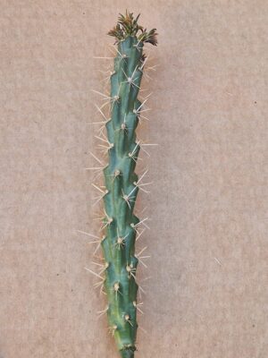 Opuntia viridiflora "Frank Lams"