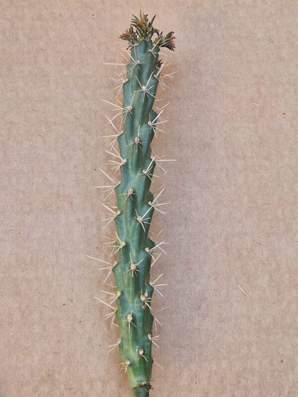 Opuntia viridiflora "Frank Lams"