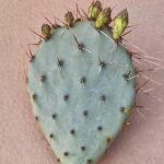 20260526_164928 Opuntia sp 10