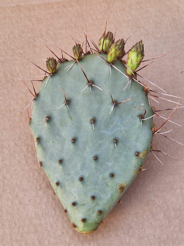 Opuntia sp 10