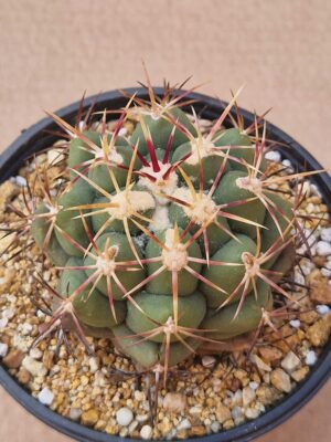20260527_152402 Thelocactus sp
