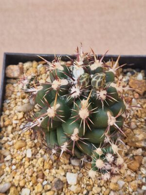 20260527_152506 Thelocactus bicolor v commodus