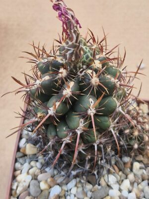 20260527_153025 Thelocactus bicolor v commodus