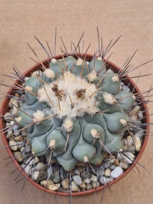 20260527_153152 Thelocactus phymatothelos