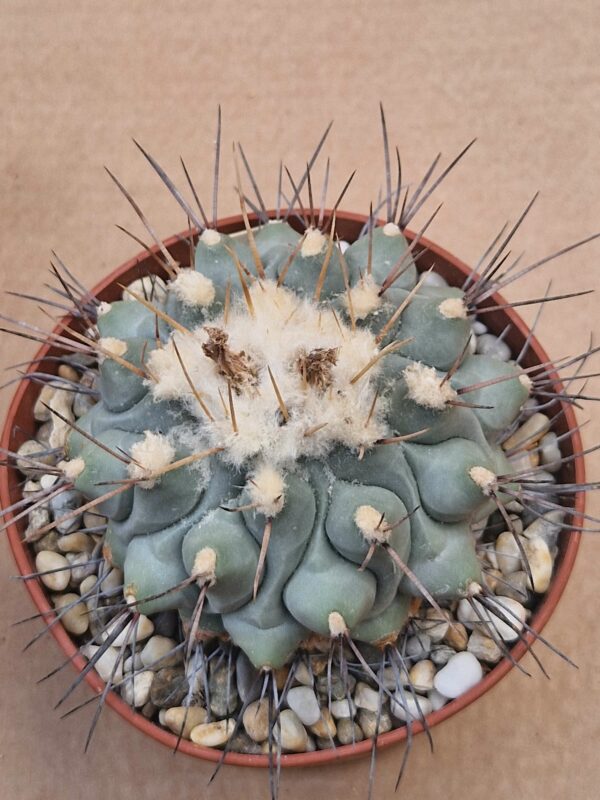 Thelocactus phymatothelos