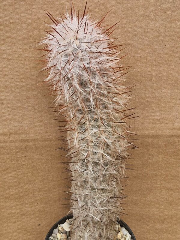 Oreocereus trollii