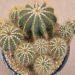 Notocactus magnificus