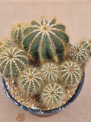 20260527_154656 Notocactus magnificus