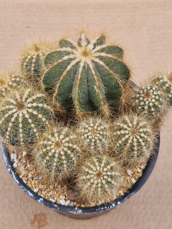 Notocactus magnificus