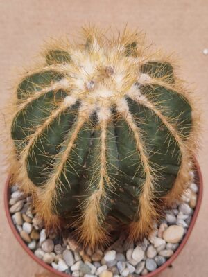 20260527_154802 Notocactus magnificus