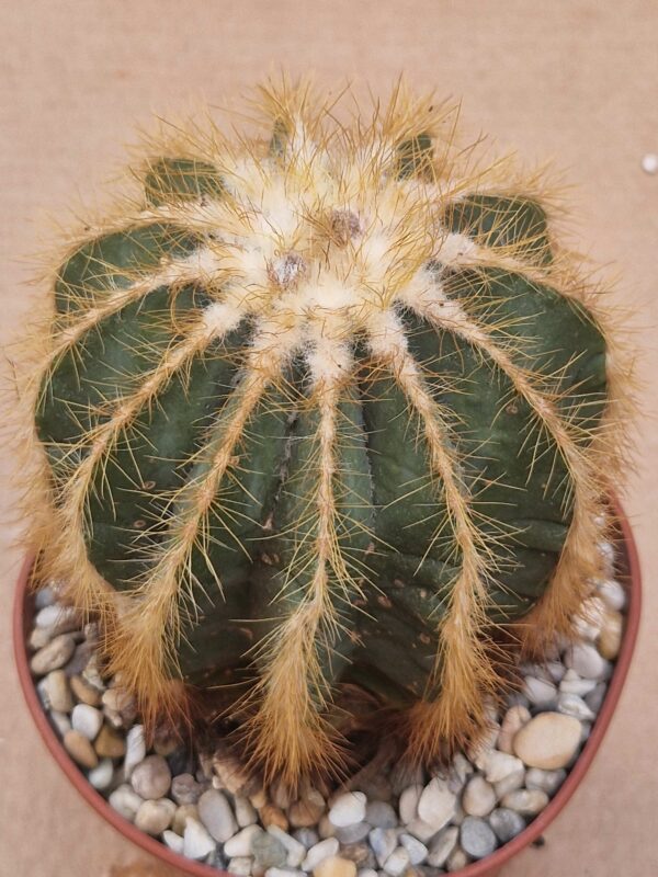 Notocactus magnificus
