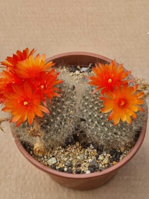 20260527_155240 Brasilicactus haselbergii