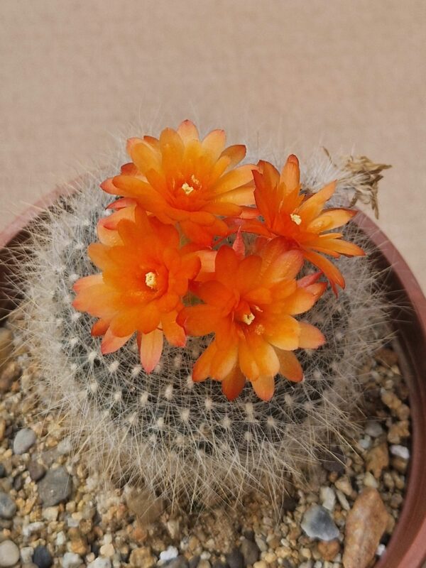 Brasilicactus haselbergii