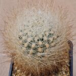 Neochilenia sp