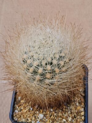 20260527_160432 Neochilenia sp