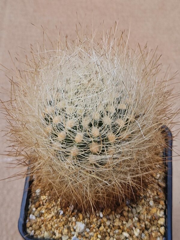 Neochilenia sp