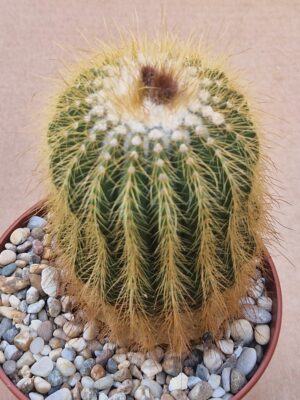 20260527_161132 Notocactus warasii