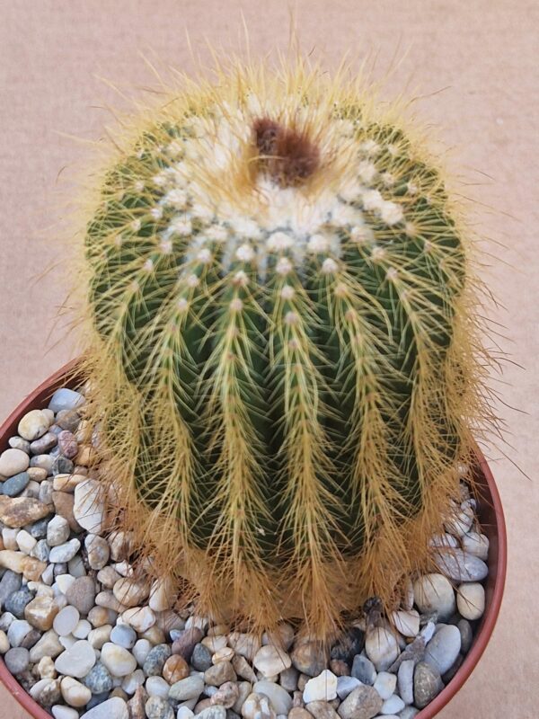 Notocactus warasii
