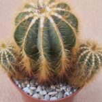 Notocactus magnificus