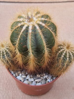 20260527_161521 Notocactus magnificus