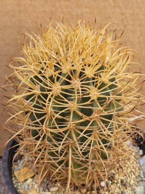 20260527_163737 Ferocactus chrysacanthus