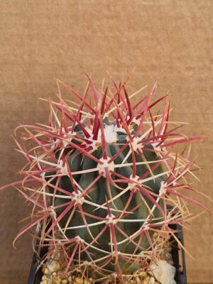 Ferocactus sp