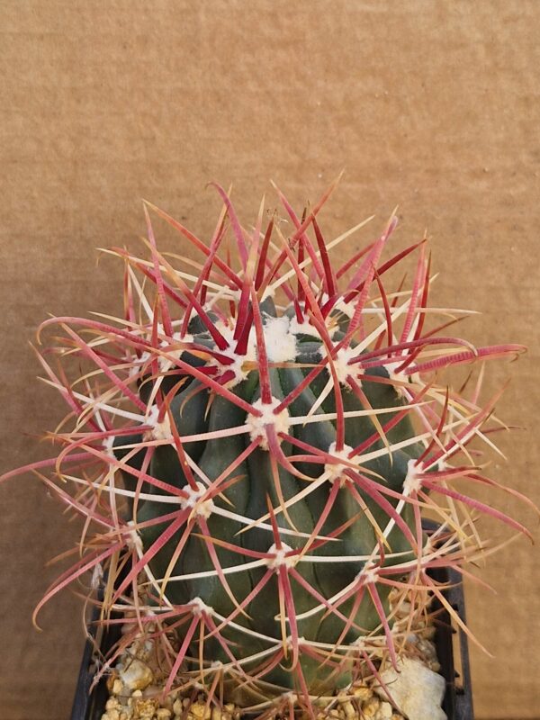 Ferocactus sp