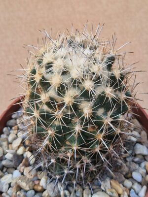 20260527_164646 Coryphantha sp SB 714