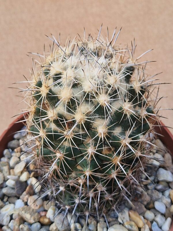 Coryphantha sp SB 714