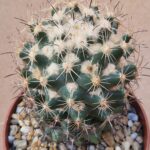 Coryphantha sp SB 714