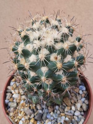 20260527_164740 Coryphantha sp SB 714