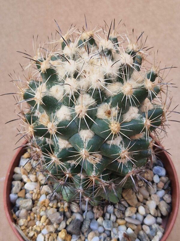 Coryphantha sp SB 714