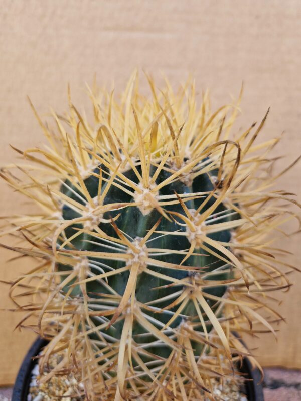 Ferocactus chrysacanthus