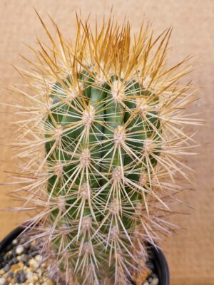 20260528_152943 Neoporteria subgibbosa