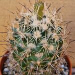 20260528_152953 Coryphantha sp SB 714