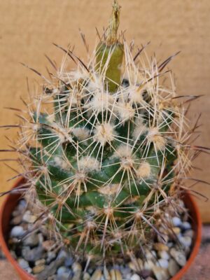 20260528_152953 Coryphantha sp SB 714