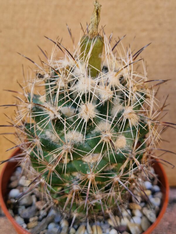 Coryphantha sp SB 714
